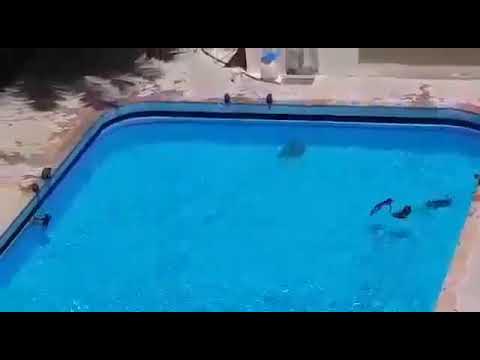 During Lockdown In Mumbai Monkeys Enjoy Swimming Pool Swimmer S Daily