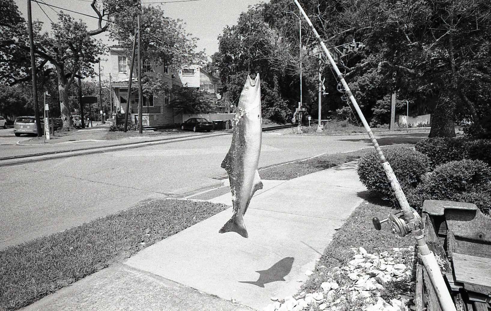 Fish, Savannah, 2014 ©David Carol