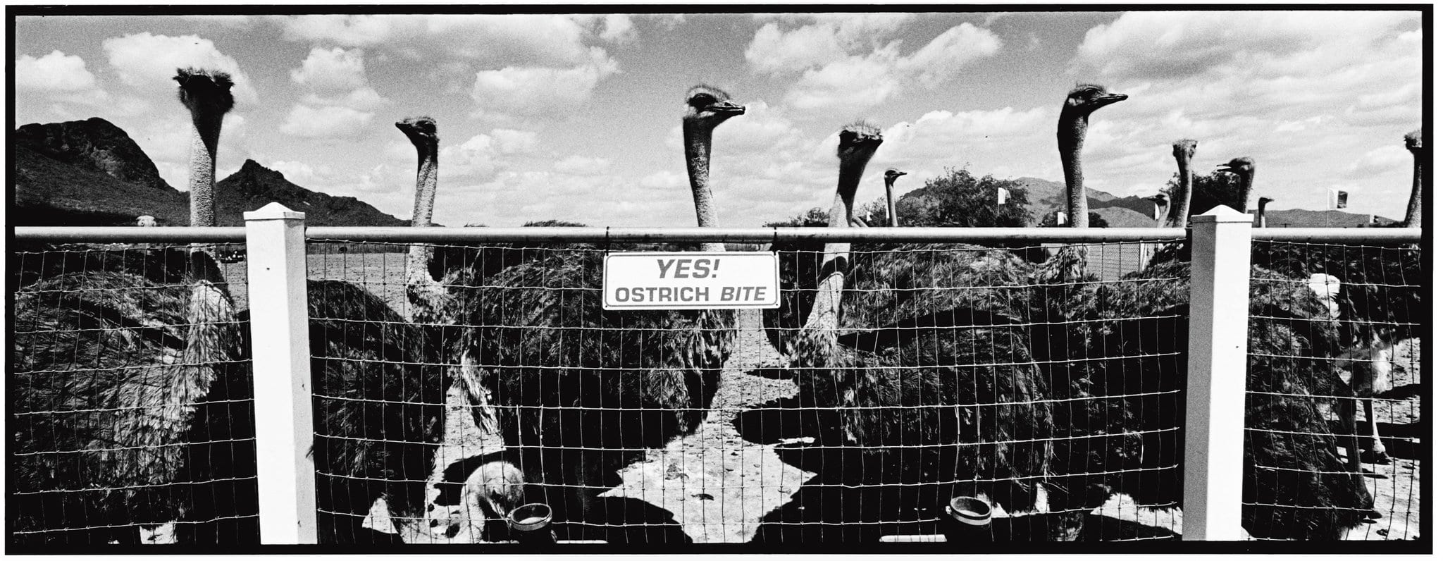 Ostrich, ©David Carol