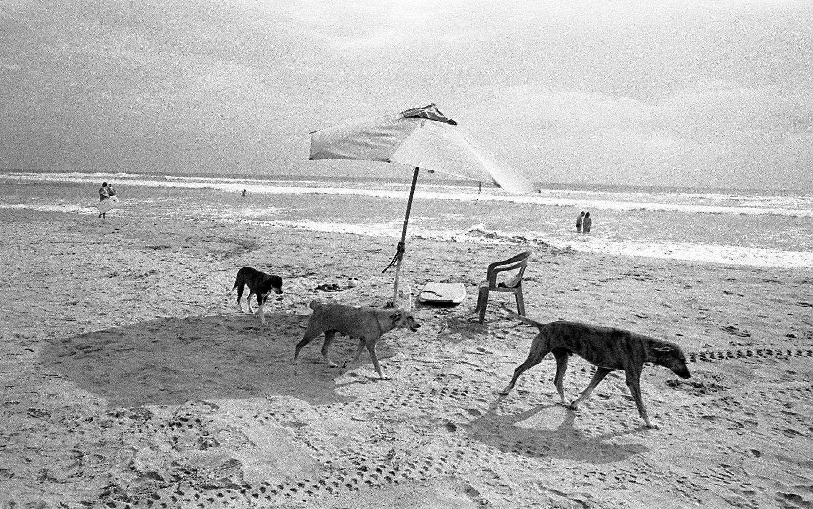 Three Dogs, Mexico, ©David Carol