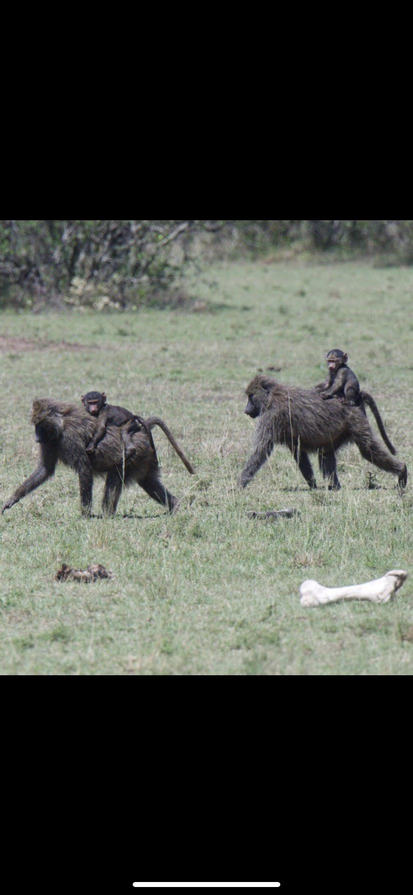 Hitching a Ride ©Connor Falla