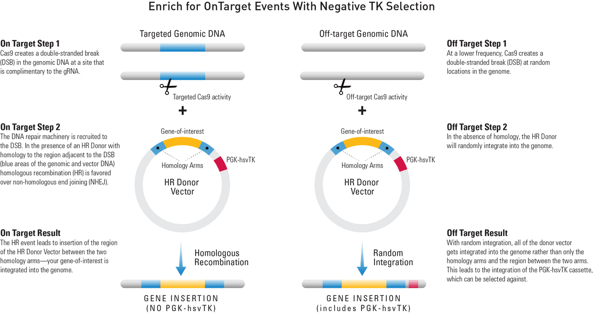 Hall, in encyclopedia of genetics, 2001. Precisionx Ontarget Gene Knock Out Hr Targeting Vector Mcs1 Ef1a Rfp T2a Hygro Pa Mcs2 Pgk Hsvtk System Biosciences