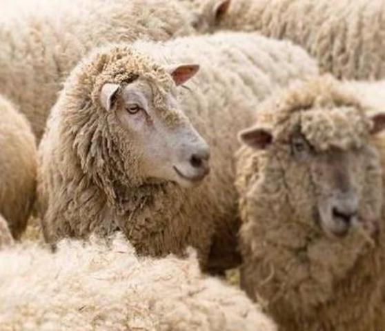 عاجل: أخبار تؤكد أن الوفا مدد عطلة عيد الأضحى