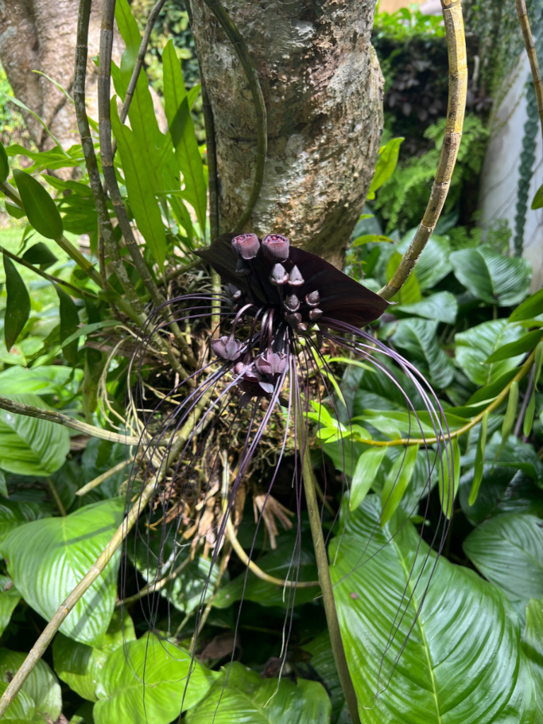 Black bat orchid photographed in Sri Lanka