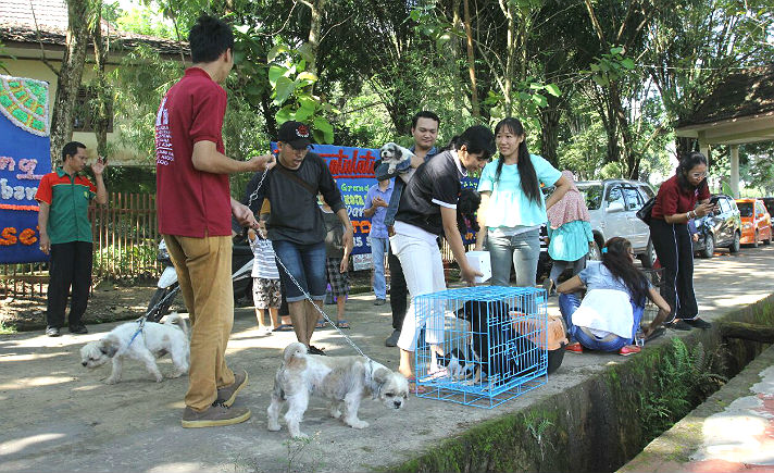 Rp 300.000 kucing indukan persia. Horeee Ada Puskeswan Untuk Hewan Kesayangan Bisa Vaksin Gratis Pula