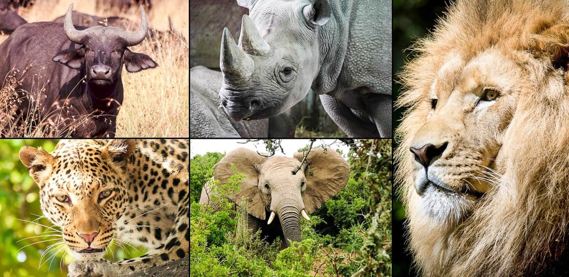 Big Five Tailormade Africa