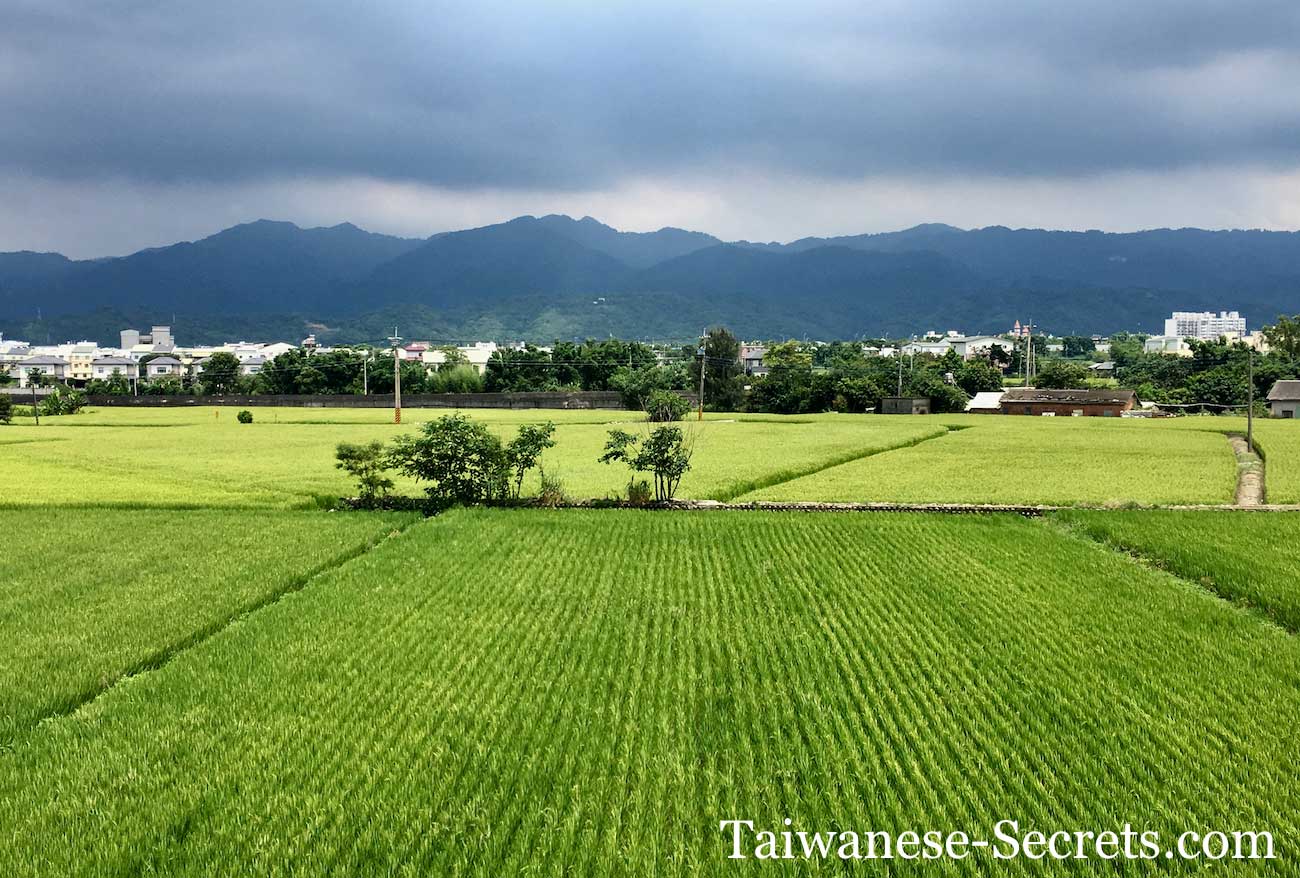 Miaoli County Rice Field