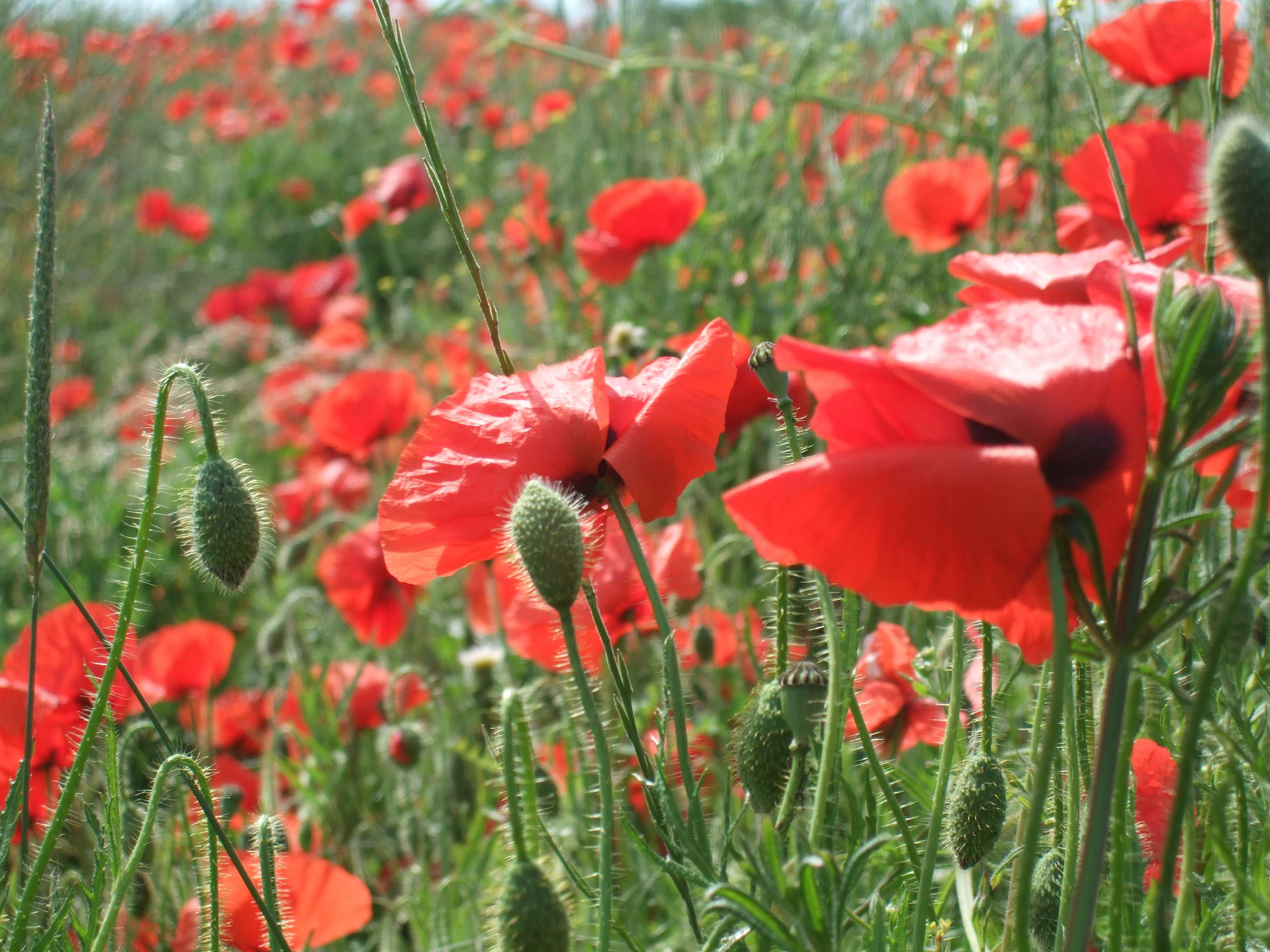 Bee-Friendly Plants & Flowers | Talking With Bees