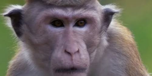 New Jersey Man Receives 4-Year Sentence In Ohio For Monkey Torture Video Conspiracy
