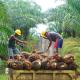 Program Hilirisasi, Semangat Petani Mandiri Kalimantan Barat Siap Menyongsong Era Baru