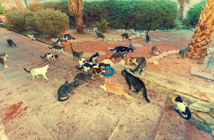 Colonie feline, Di Bello chiede le dimissioni dell’assessora Gravame: “Vicenda politicamente e amministrativamente grave”