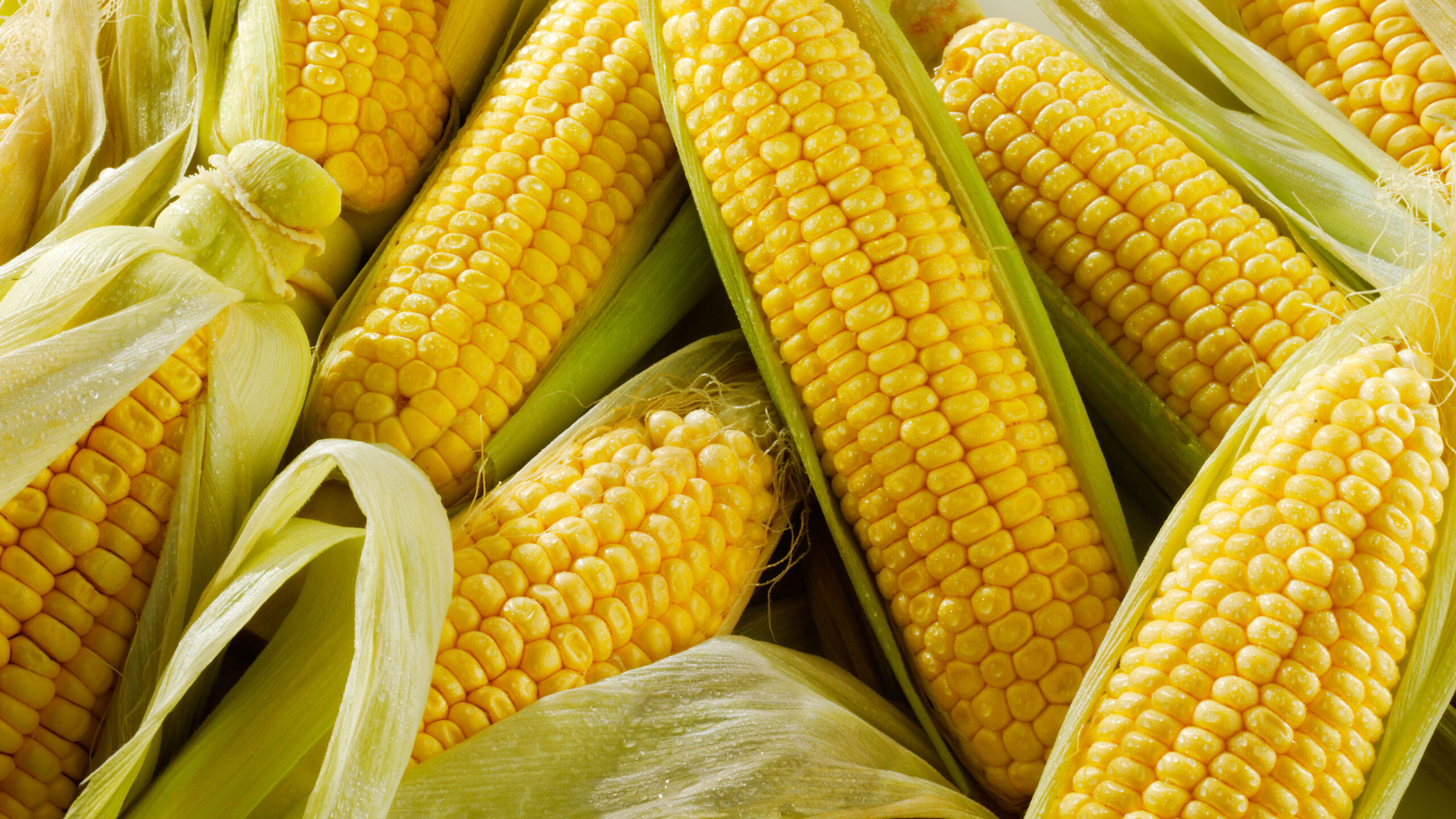 Corn