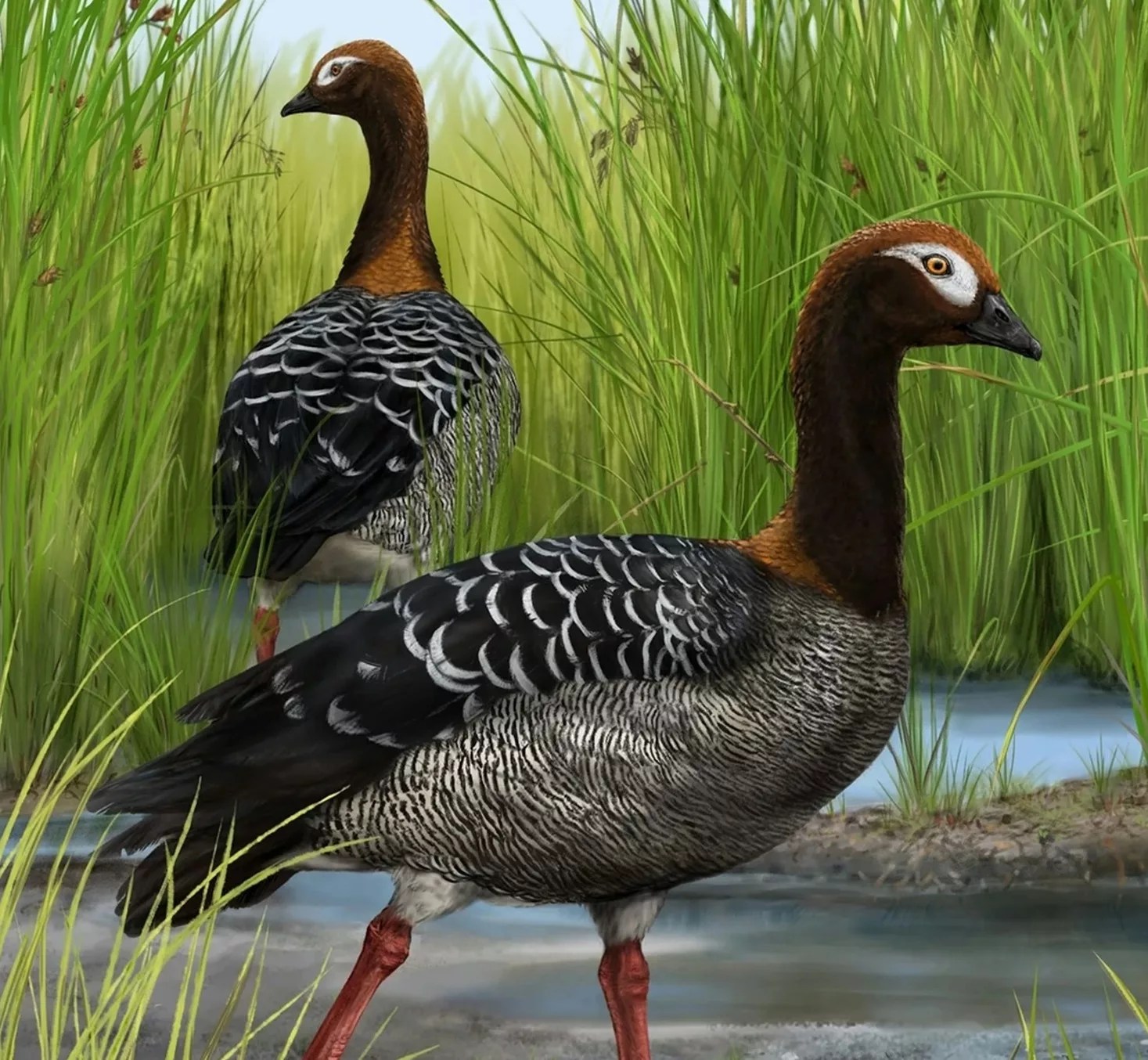 Ancient Goose Fossil Uncovers Surprising Twist in New Zealand's Bird Evolution (2026)