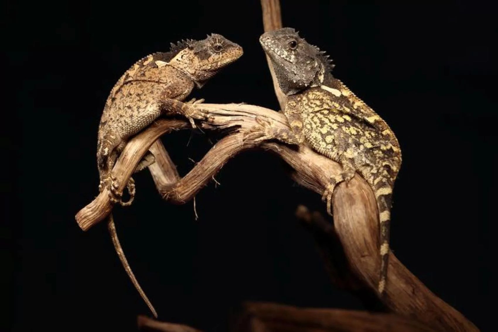 New Lizard Species Named After House of the Dragon's Syrax (2026)