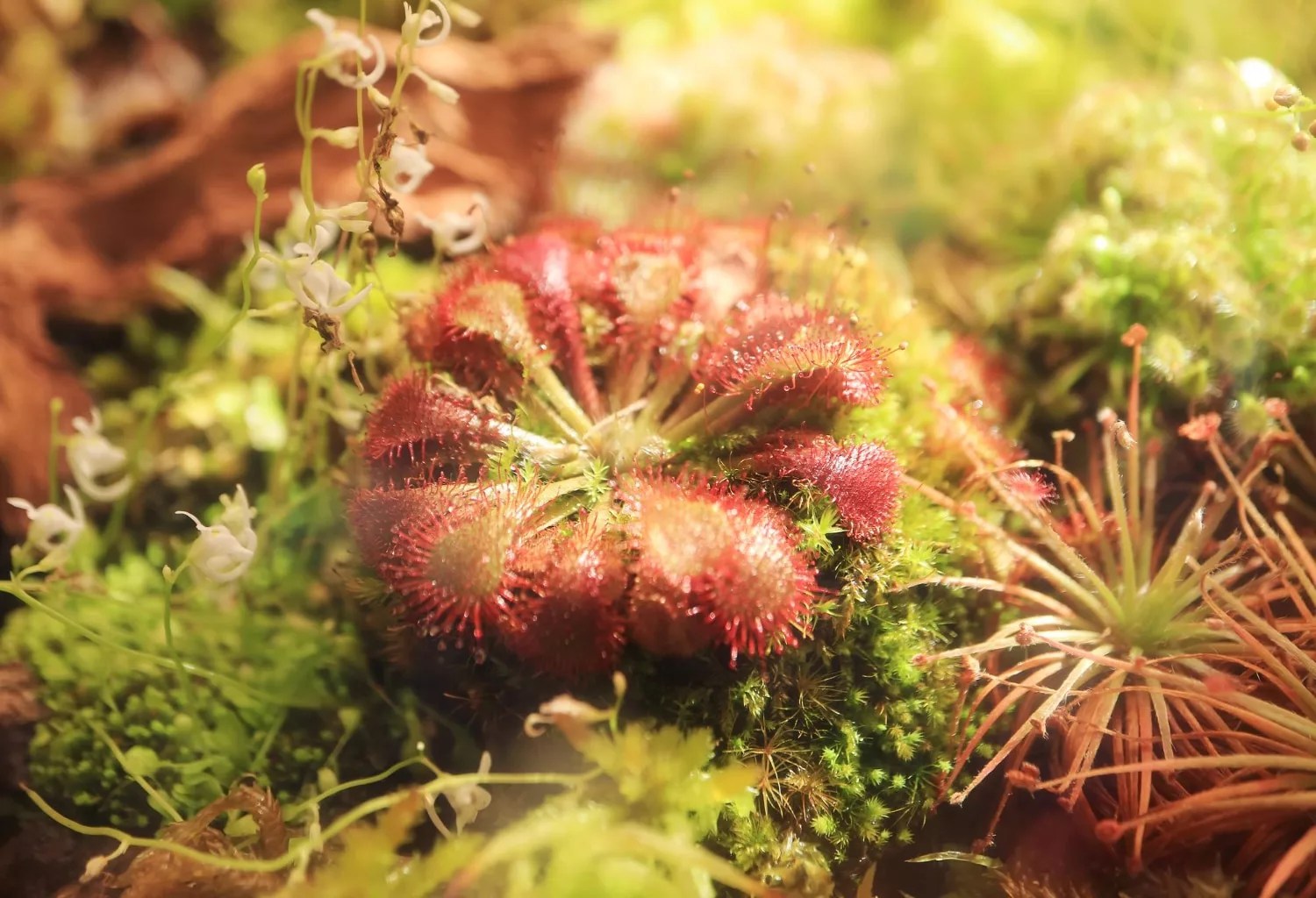 Carnivorous Plants: Leaves Warn Flowers of Caterpillar Threats (2026)