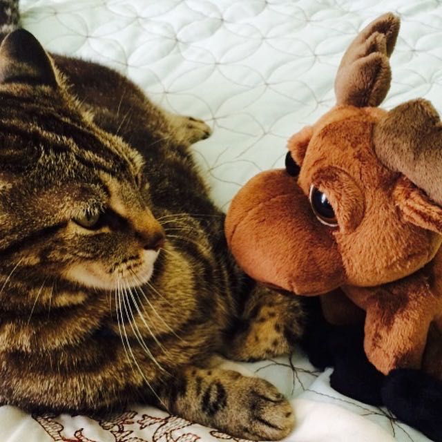 A peace offering for Kiki..