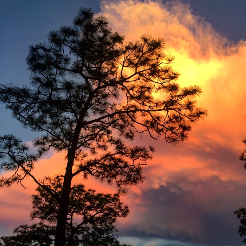 Sunsets through the trees