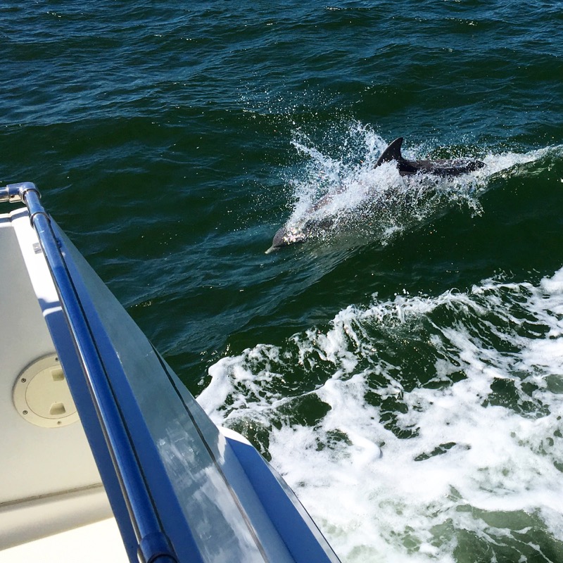 Dolphin Escort