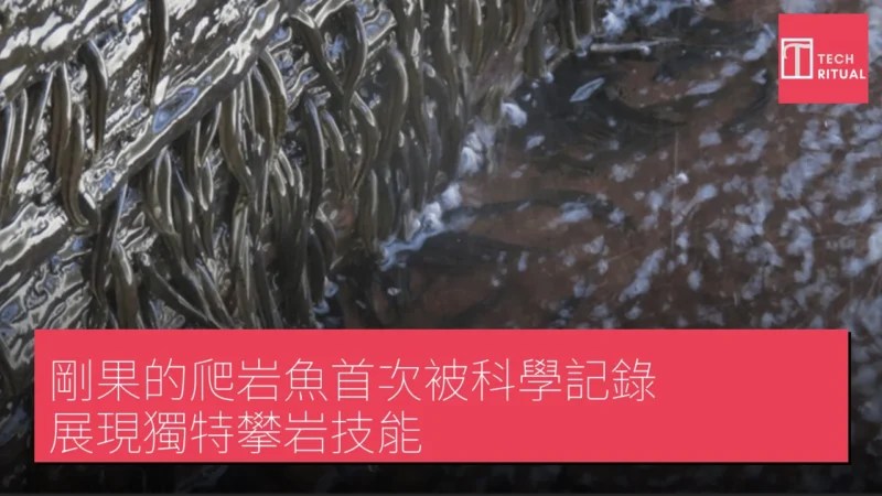 剛果爬岩魚緊貼濕滑瀑布岩壁，利用特化鰭部垂直攀爬。