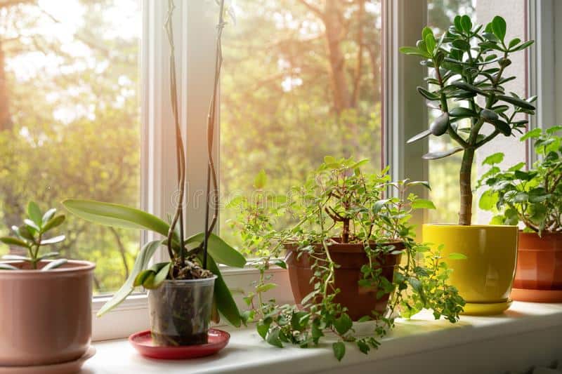 Different Types of Indoor Plants: Which Is Right for Your Business?