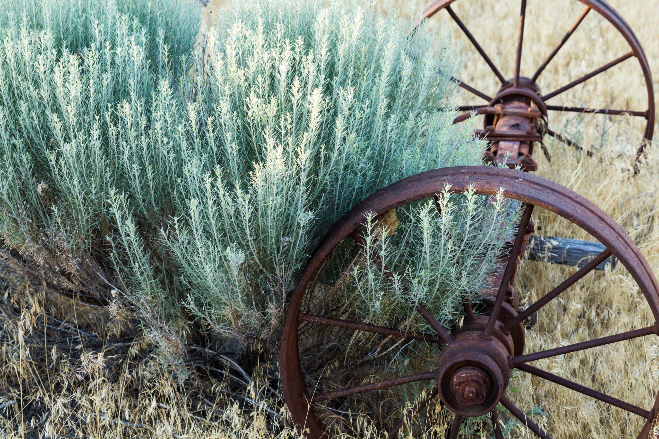 Sagebrush Image