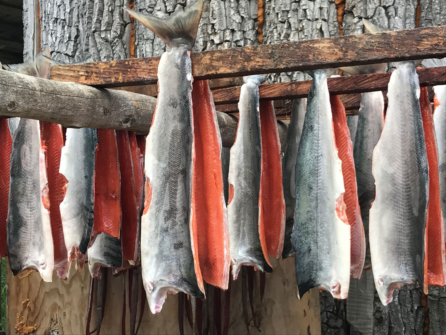 Salmon fillets hang by their tails from beams to dry