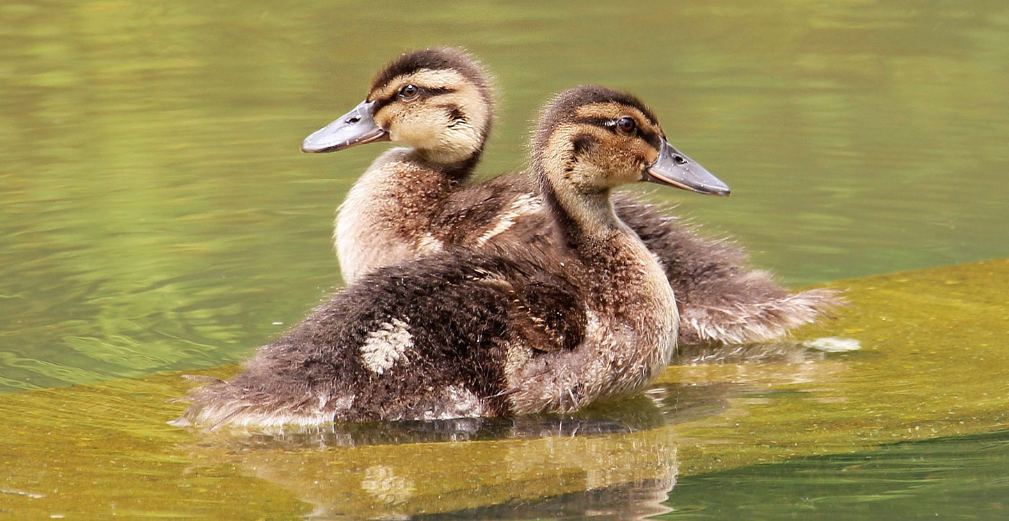 Ducklings in a lake