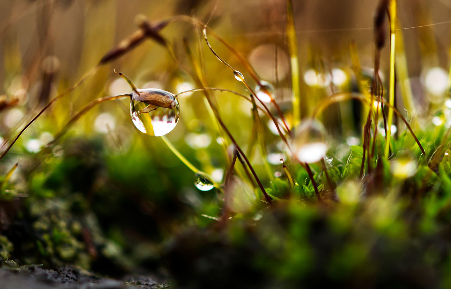 Close up of dew on grass