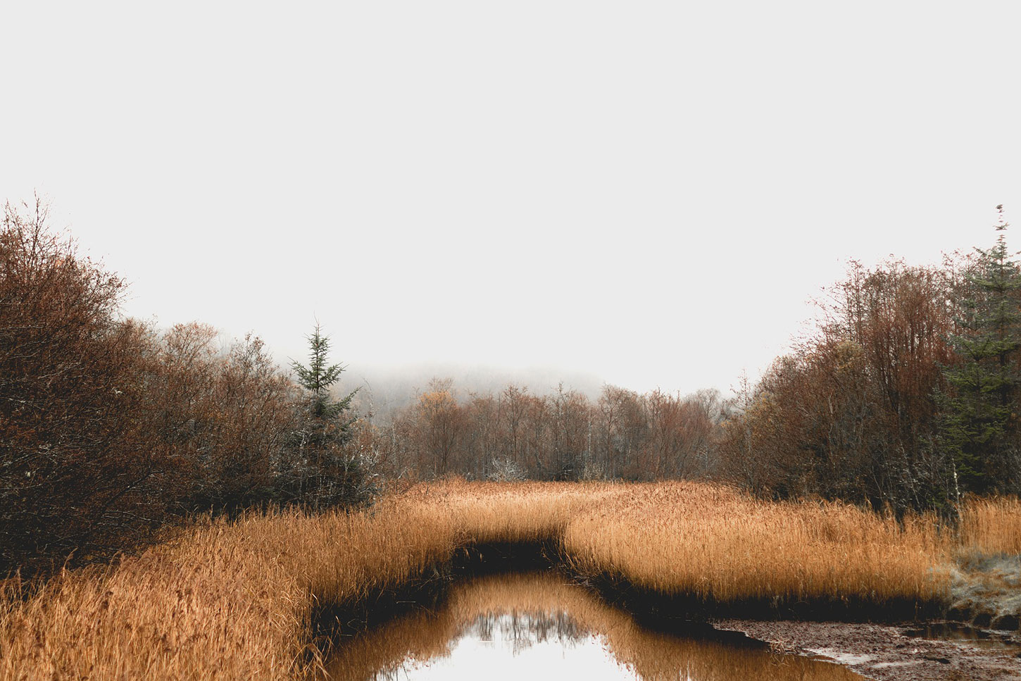 A foggy marsh