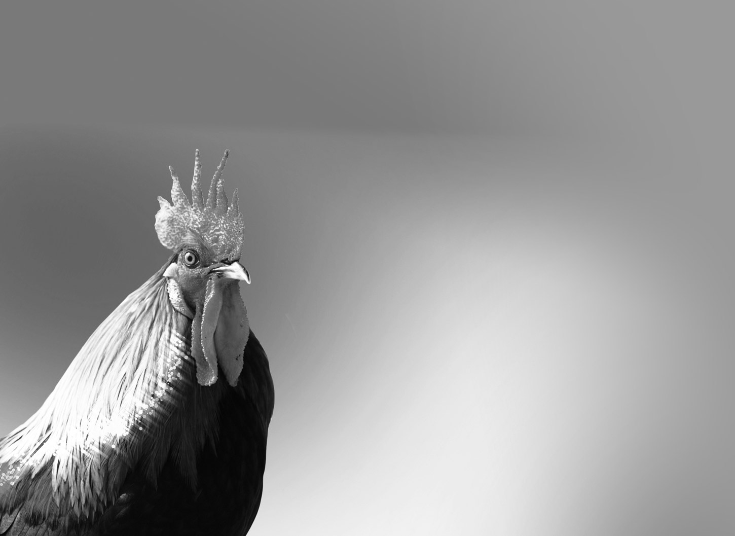 Eight Roosters, essay by Gina Warren