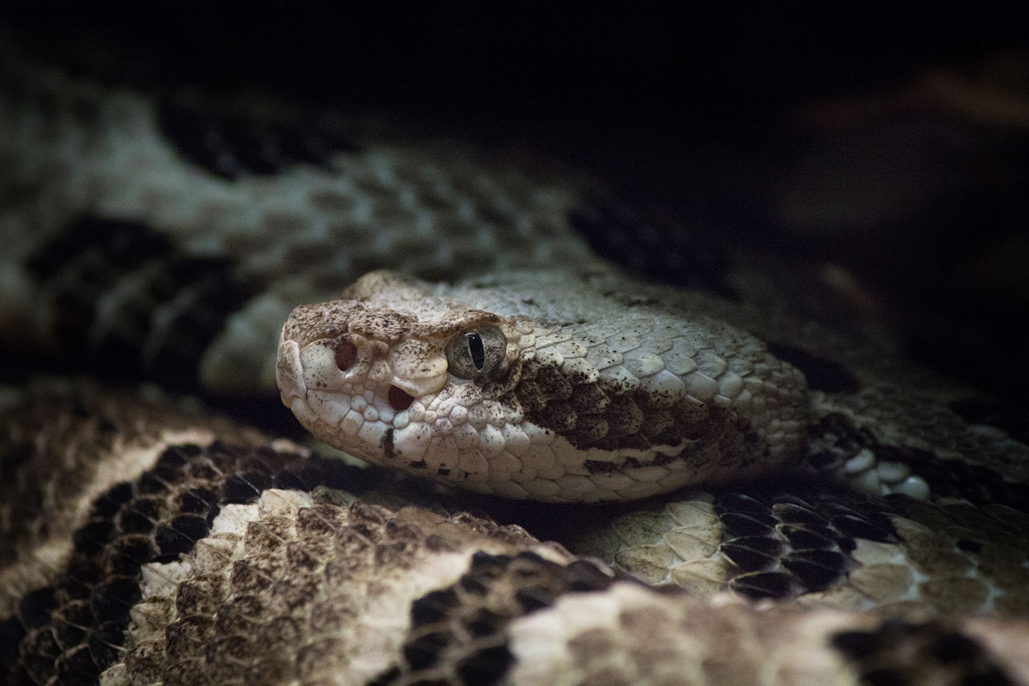 Ambassador for Rattlesnakes, by Ed Zahniser