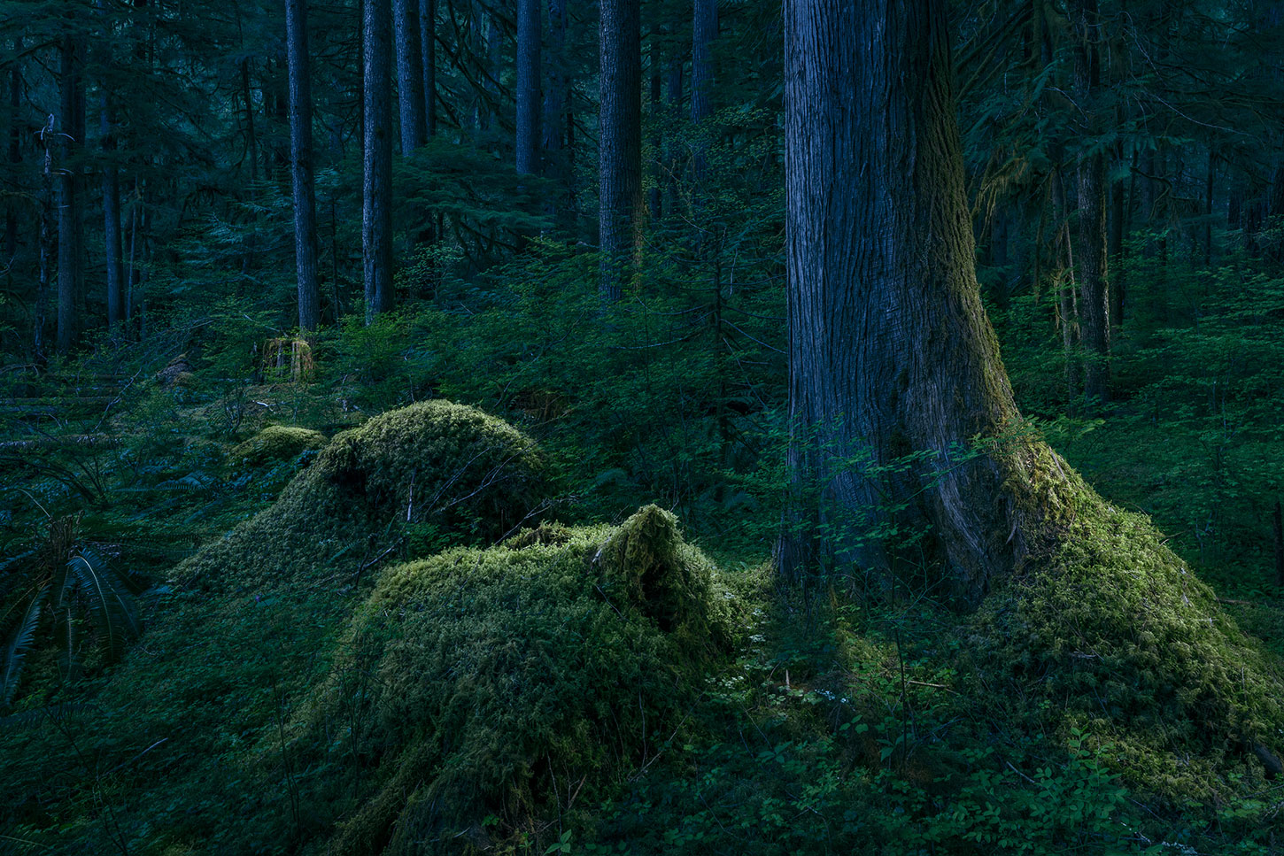 Outside of Time | Forest Landscapes by David Paul Bayles