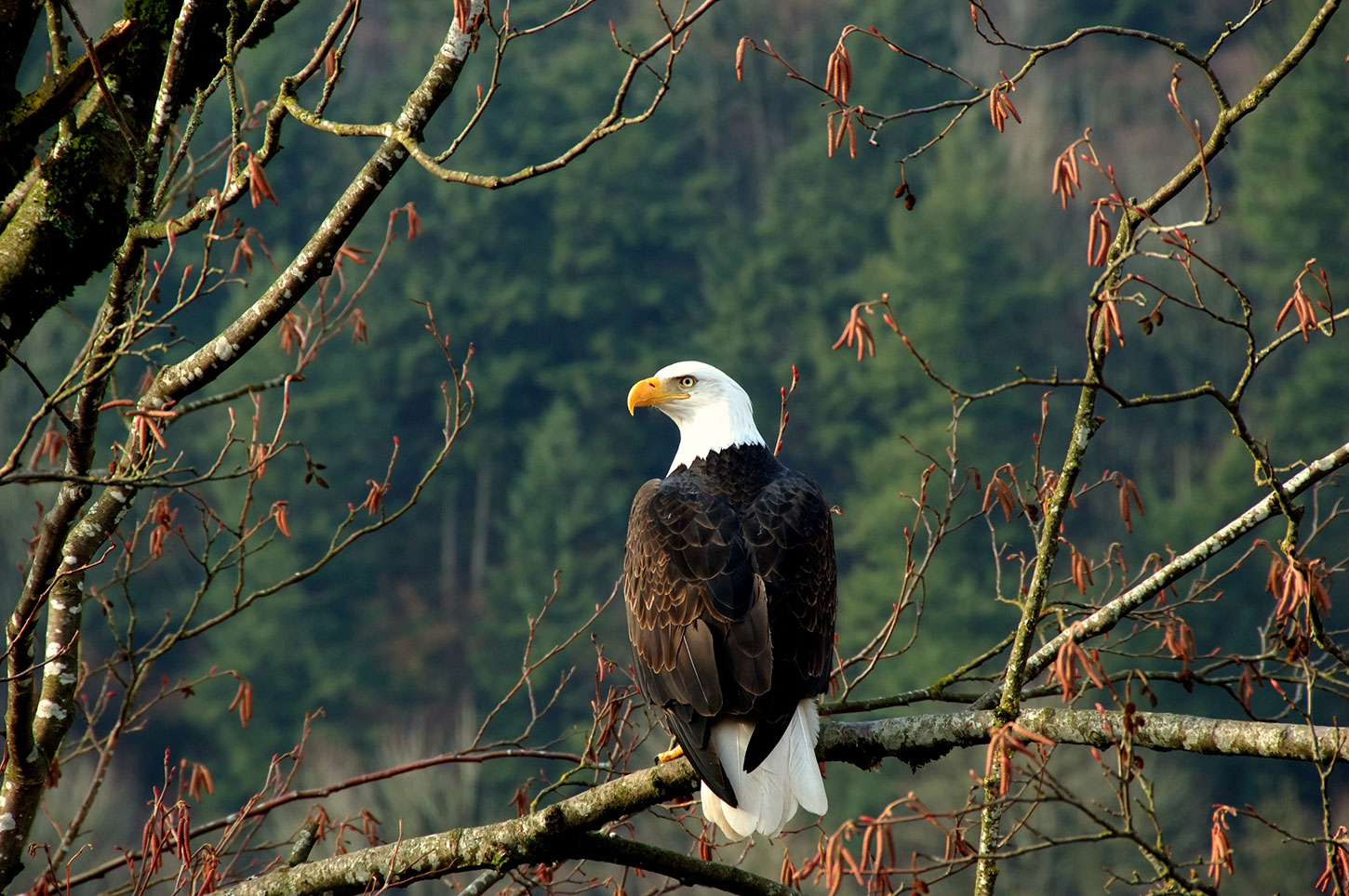 Old Roads, New Stories: Why We Have Eagles, by Rob Carney