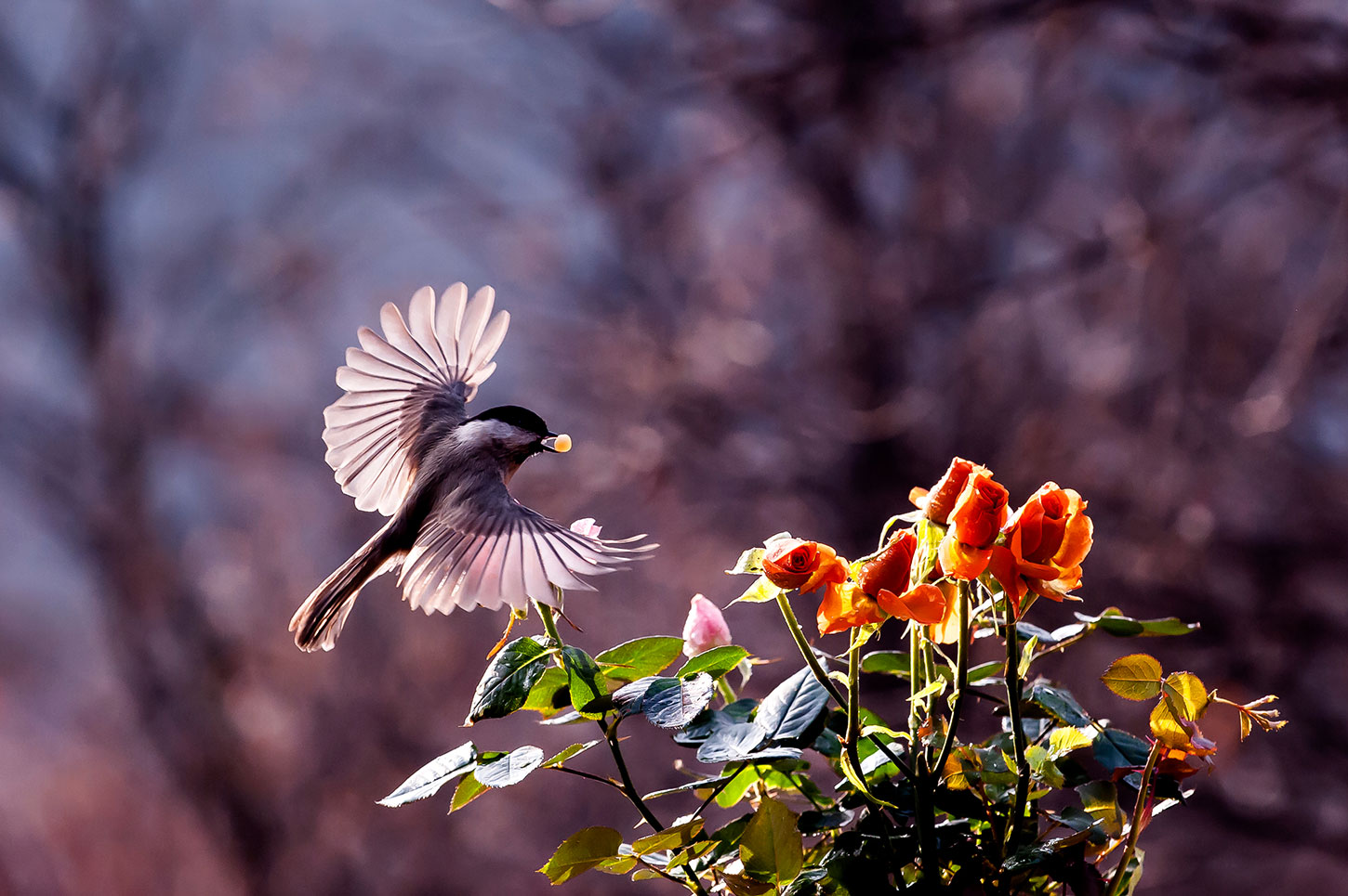 Chickadee in flight