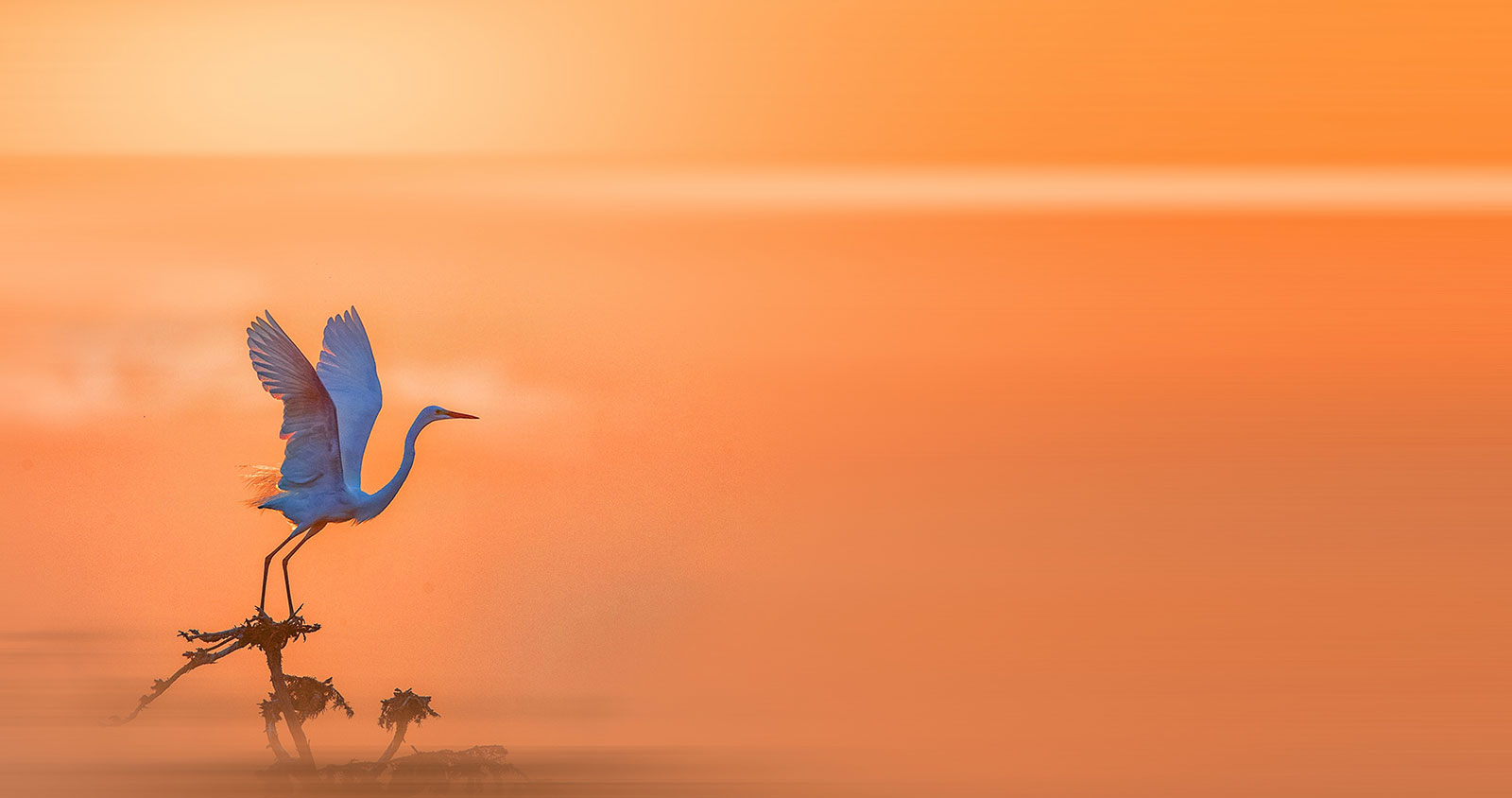 Three Poems by Katharine Coles