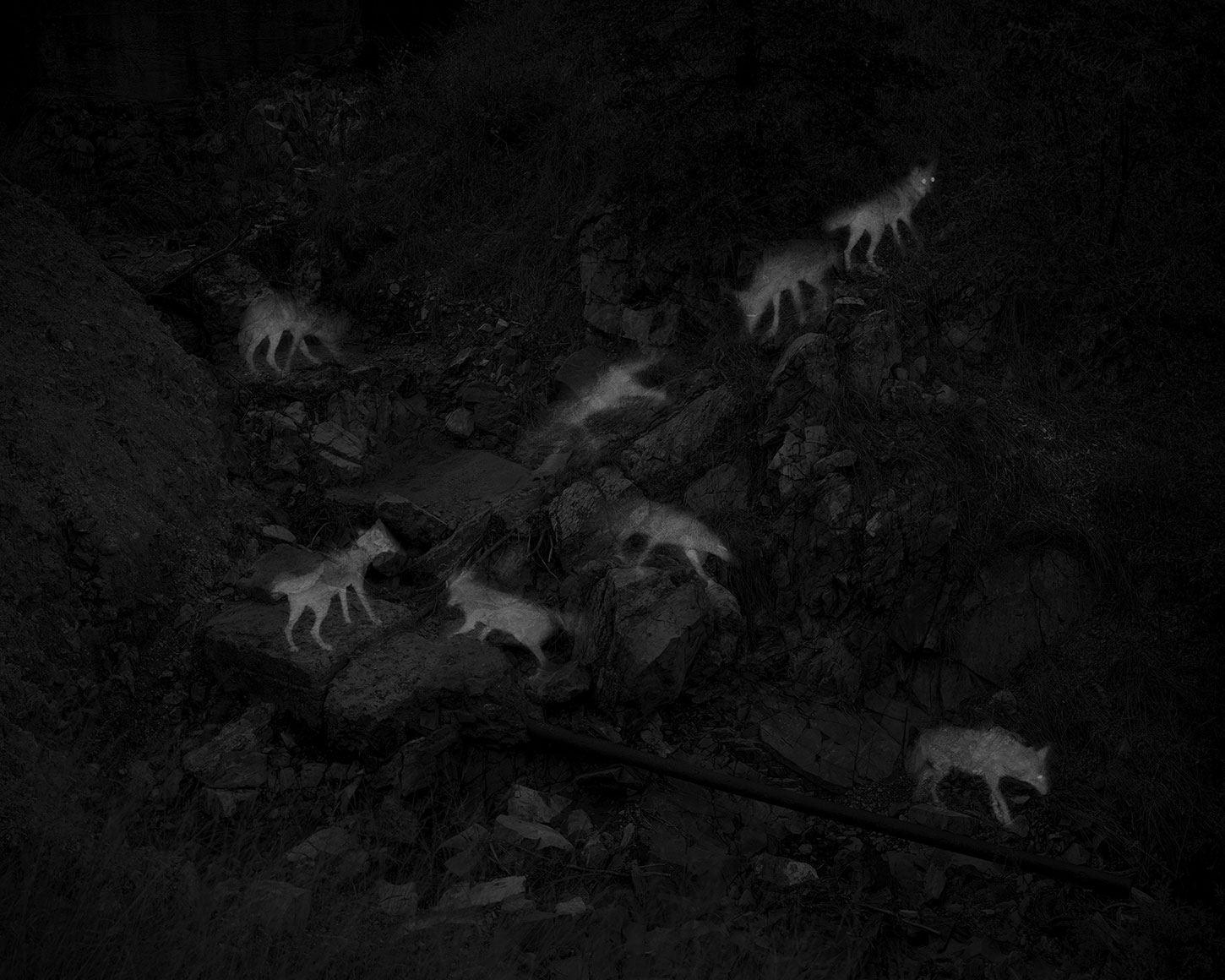 8 Captures of 2 Coyotes, by Alex Turner
