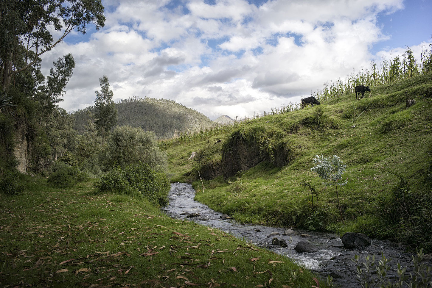 Creek through hilly pasture with cows