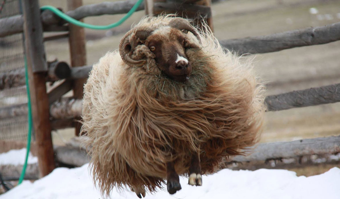 Jumping Icelandic ewe