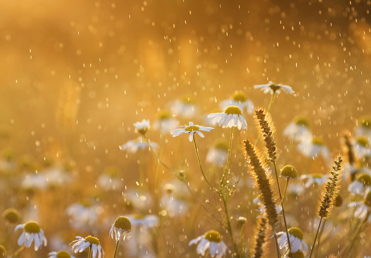 Flowers in rain with golden light