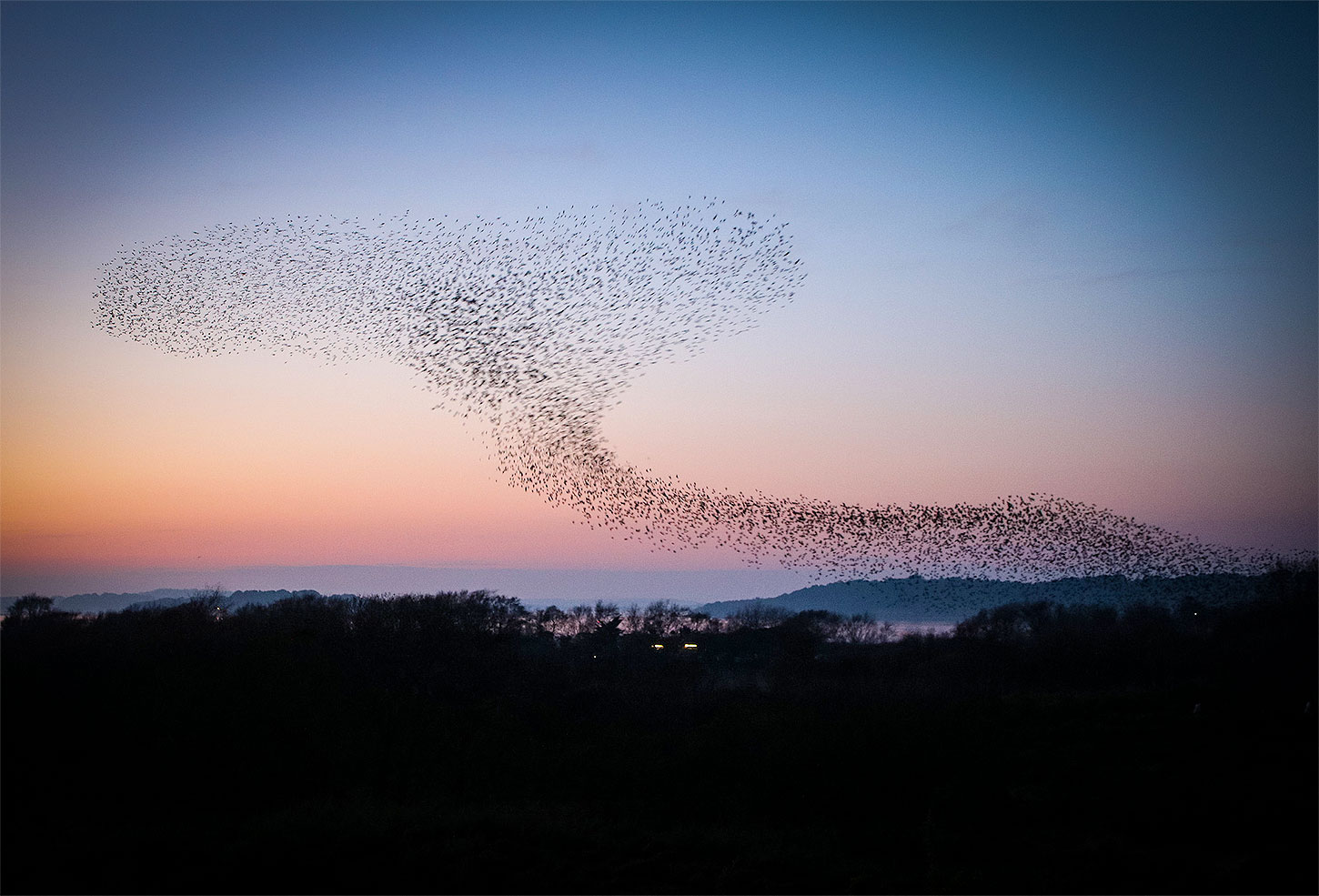 Murmuration of starlings