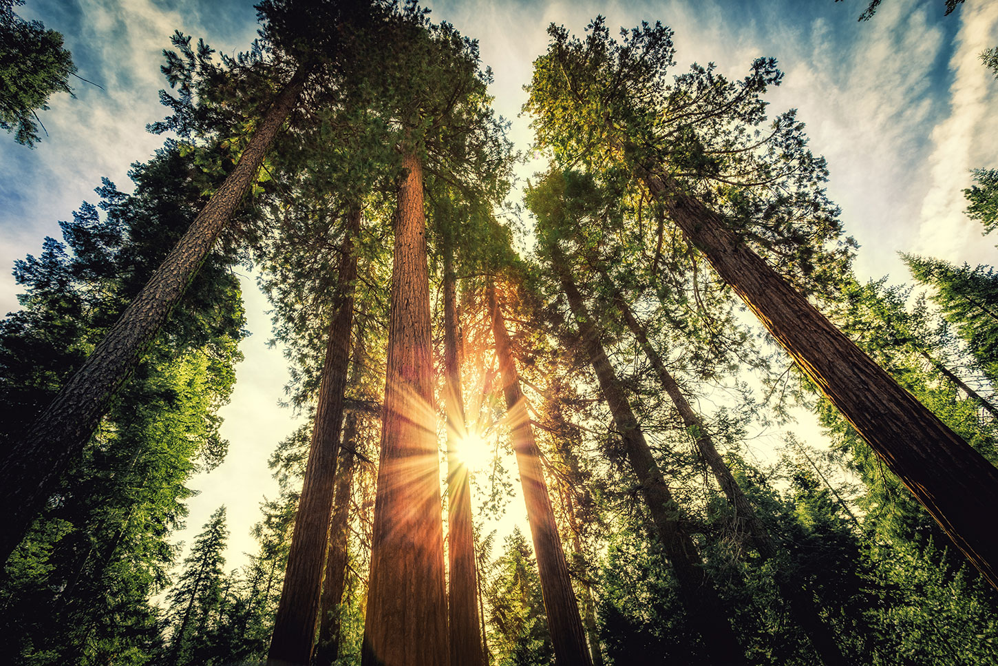 Sun shining through California redwoods