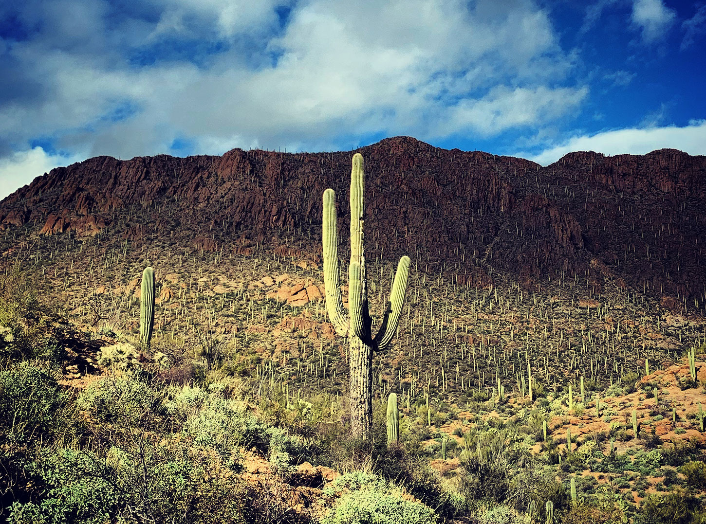 Saguaro in Tucson Mountains