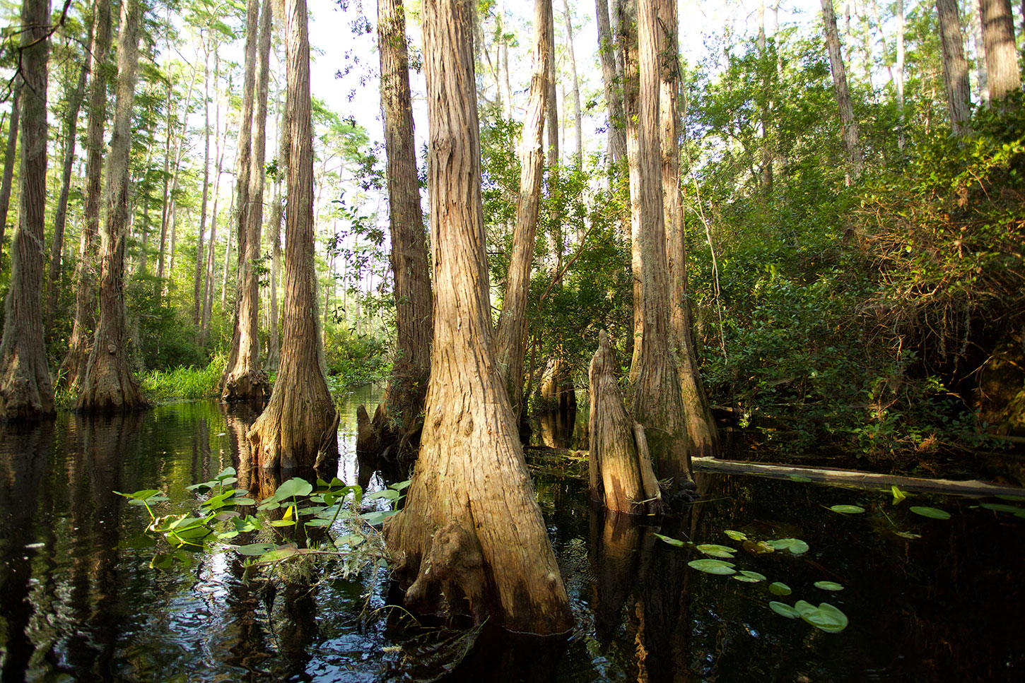 Okefenokee Swamp