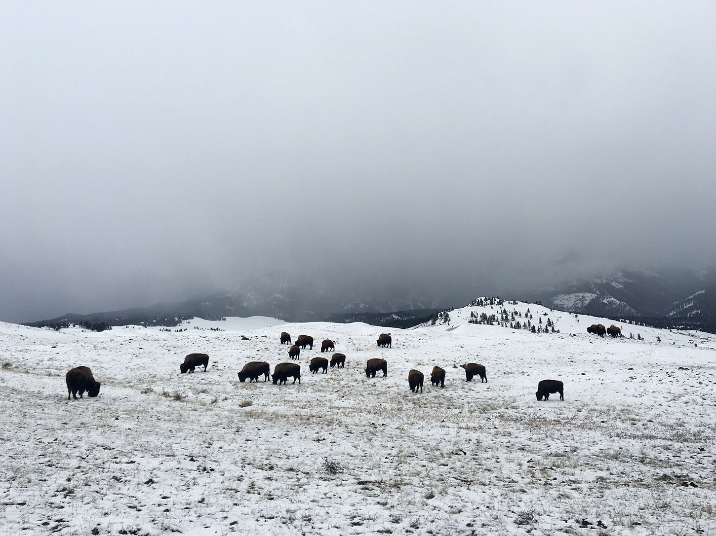 Winter bison at Yellowstone National Park