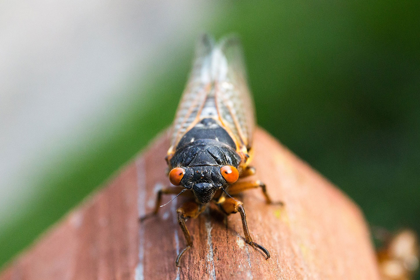Cicada