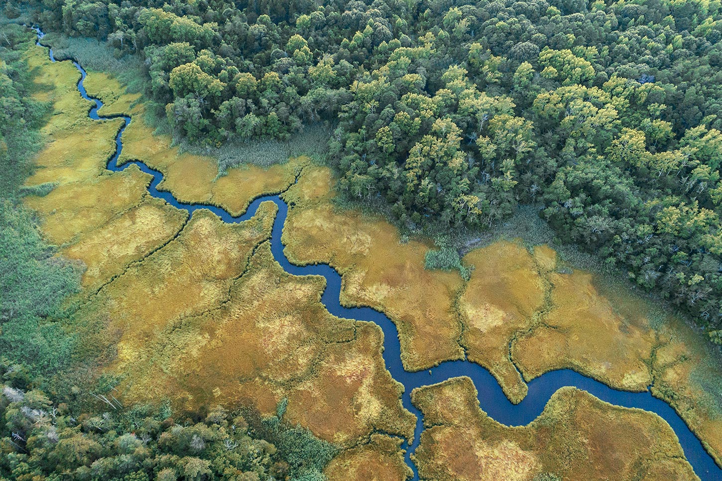 Aerial view of creek in salt marsh with trees