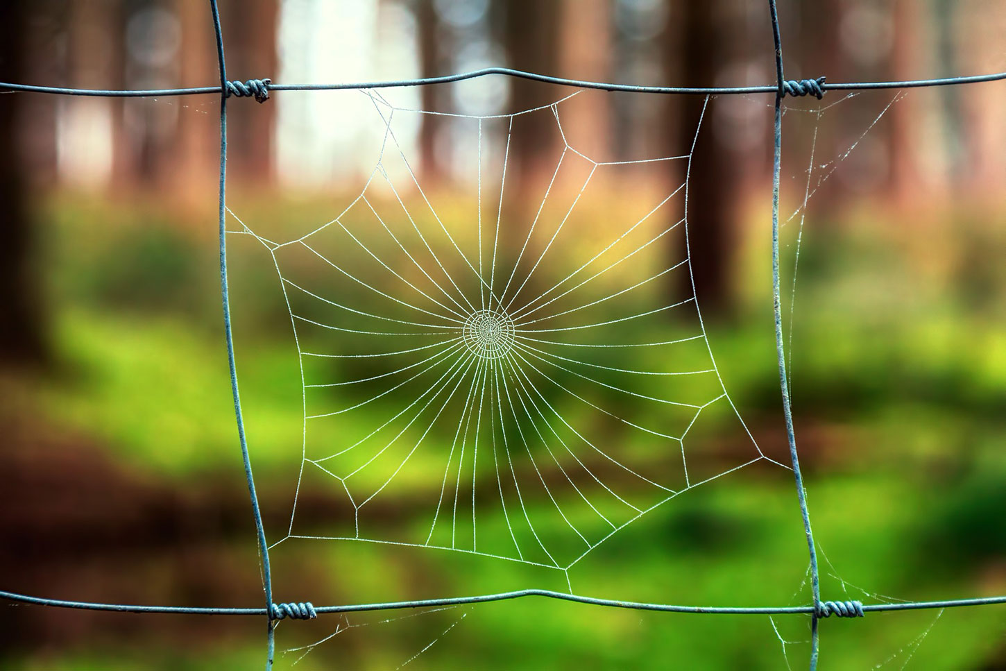 Spider web in fence