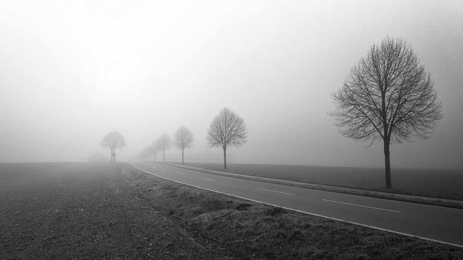 Fog, trees, road