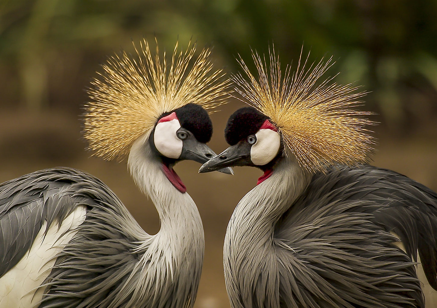 Gray crowned cranes