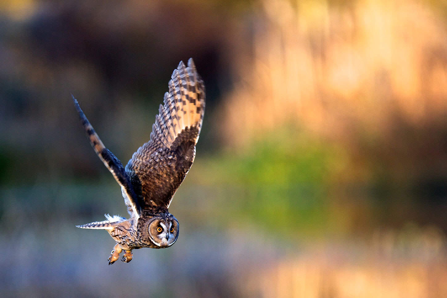 Long-eared owl in flight